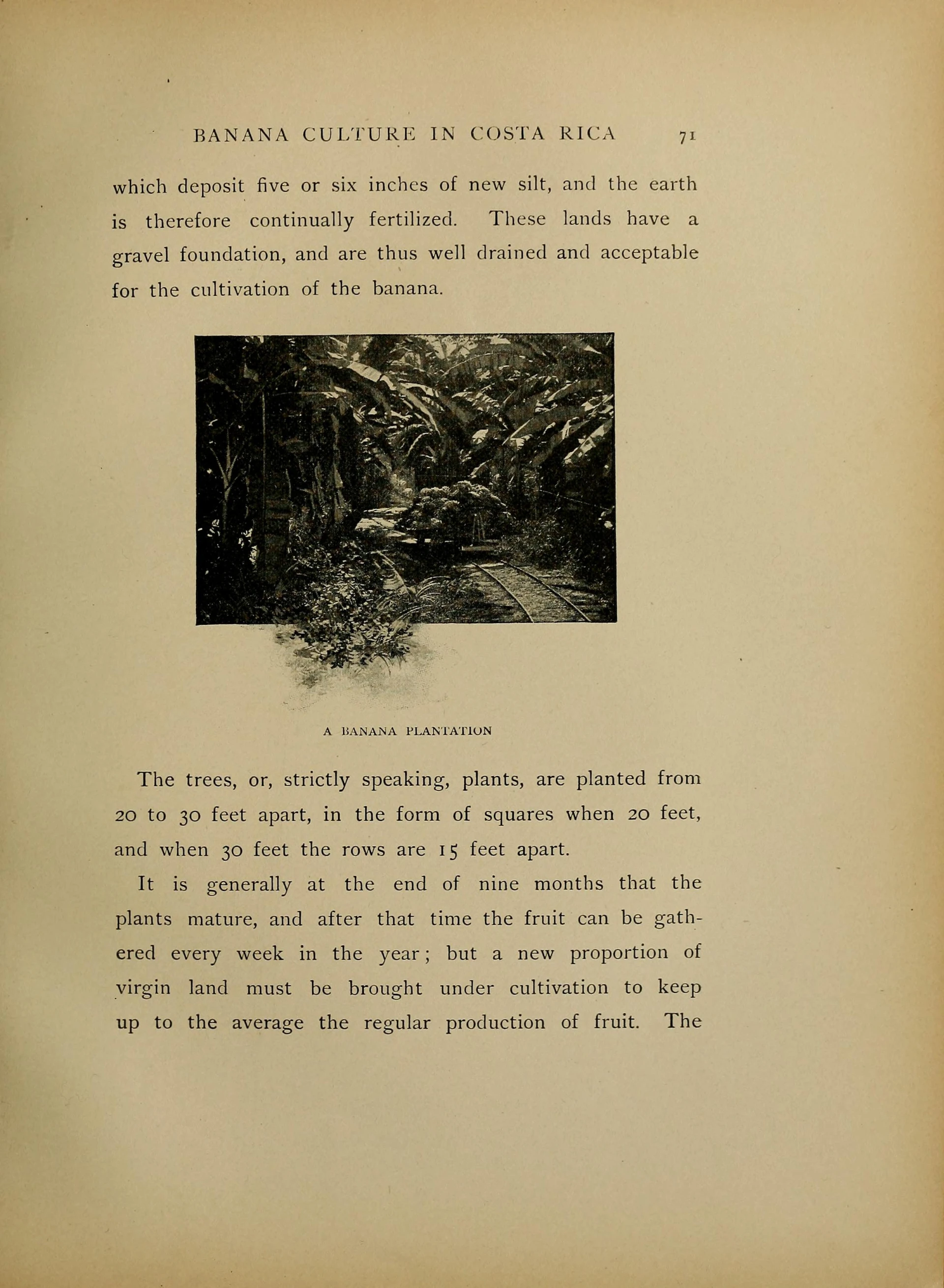 點擊觀看大圖-The golden Caribbean; a winter visit to the republics of Colombia, Costa Rica, Spanish Honduras, Belize and the Spanish Main via Boston and New Orleans, Henry R. Blaney, (Boston: Lee and Shepard, 1900). Source: Library of Congress The golden Caribbean; a winter visit to the republics of Colombia, Costa Rica, Spanish Honduras, Belize and the Spanish Main via Boston and New Orleans, Henry R. Blaney, (Boston: Lee and Shepard, 1900). Source: Library of Congress-圖片