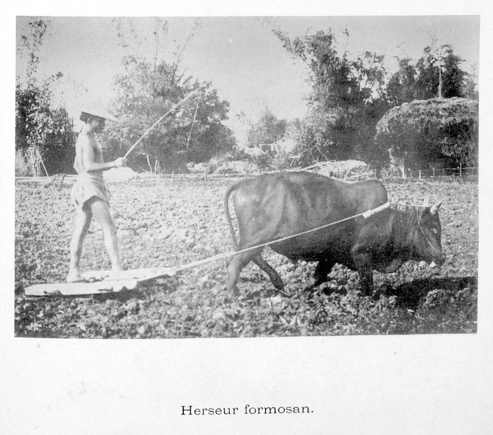 點擊觀看大圖-圖3 農人於田裡趕牛拉耙。(資料來源:Souvenirs de Formose et des Îles Pescadores,1896,無頁碼) 圖3 農人於田裡趕牛拉耙。(資料來源:Souvenirs de Formose et des Îles Pescadores,1896,無頁碼)-圖片