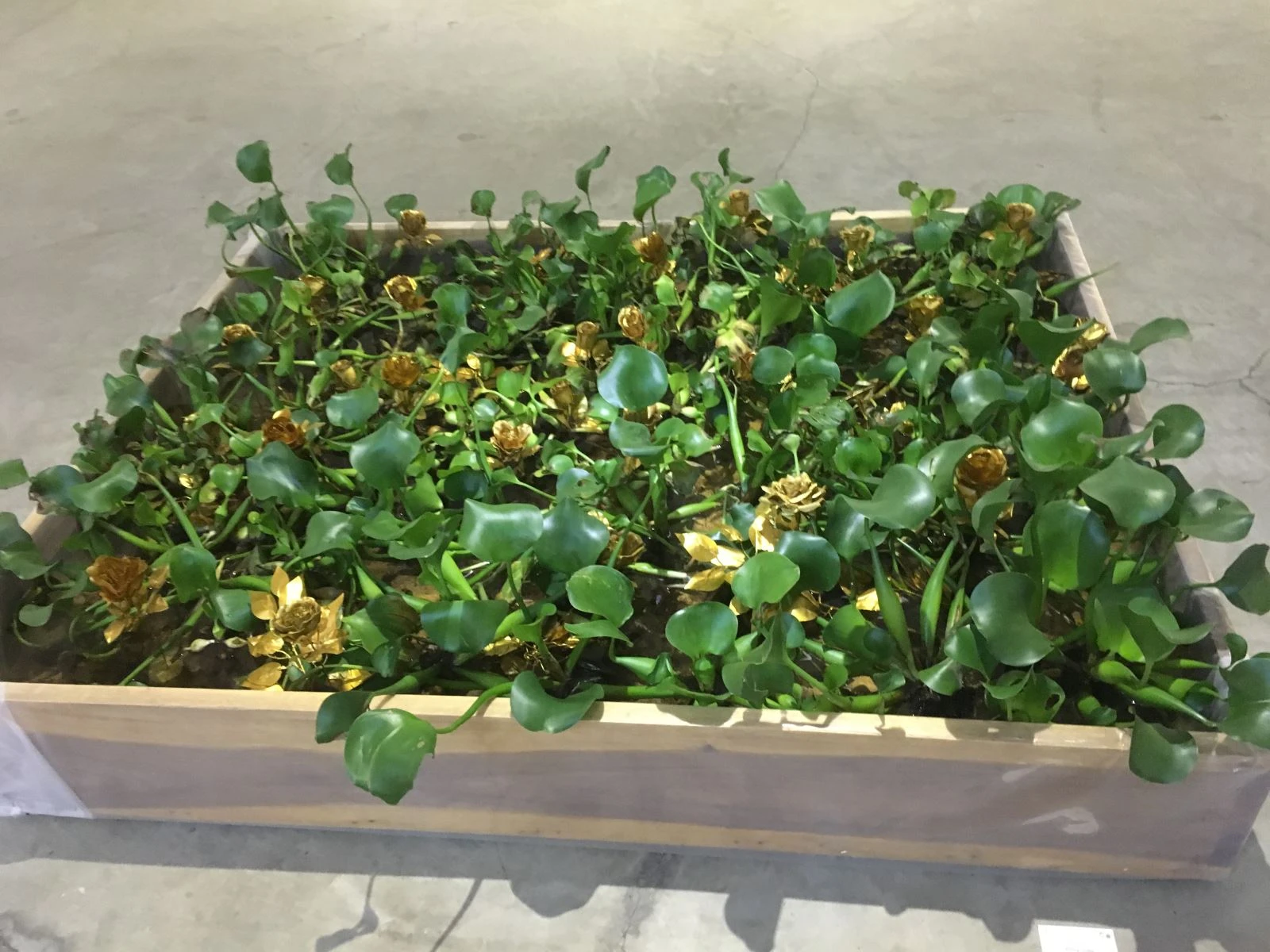 點擊觀看大圖-Fig.1 Siti Adiyati, Enceng Gondok. Plastic, water hyacinth, 1979. Collection of Artist, Image from the author Fig.1 Siti Adiyati, Enceng Gondok. Plastic, water hyacinth, 1979. Collection of Artist, Image from the author-圖片