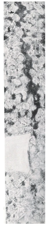 點擊觀看大圖-圖15:陳其寬,〈燈節-1〉,水墨設色紙本,1953,120×25cm,收藏者不明。圖16:陳其寬,〈仙源何處〉,水墨設色紙本,1962,120×25cm,太平洋東方藝術公司。 圖15:陳其寬,〈燈節-1〉,水墨設色紙本,1953,120×25cm,收藏者不明。圖16:陳其寬,〈仙源何處〉,水墨設色紙本,1962,120×25cm,太平洋東方藝術公司。-圖片