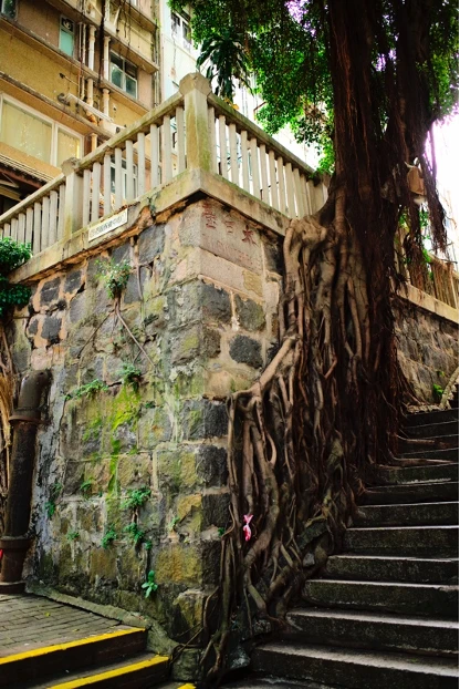 圖14 太白臺上的榕樹，李寶龍路道上可觀賞；2024年景致。-圖片