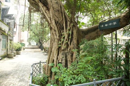 圖22 掛在路樹枝幹上的「漢華中學」路標，路標仍在，中學已遷；2024年景致。-圖片