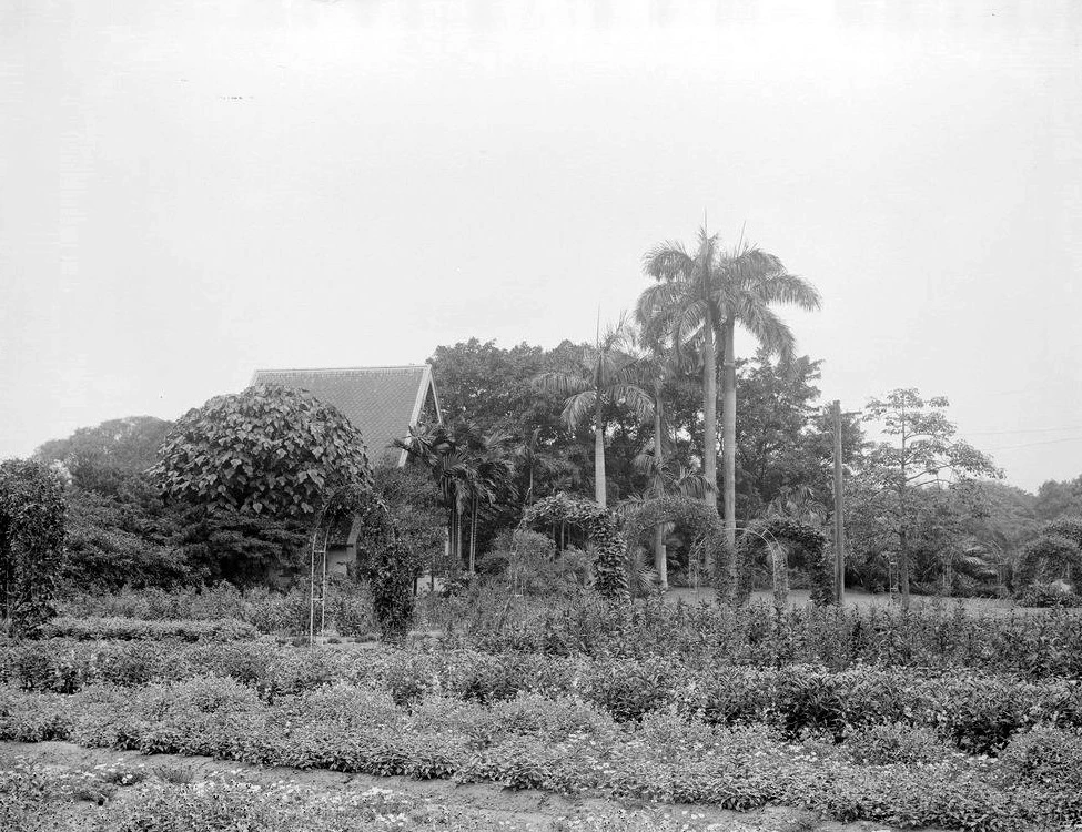 圖4  臺北植物園，1920 年代後期，行政院農業委員會林業試驗所典藏-圖片