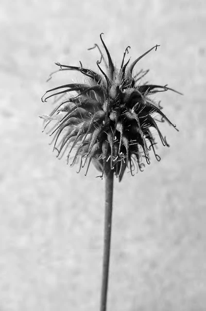 柔伊．柏諾瓦，《低矮的草》（Les Basses Herbes），2018-2019，24件於鋅版上的黑白照片。©Zoé Benoit-圖片