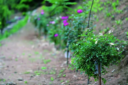 點擊觀看大圖-陳慧嶠的田園生活,園裡自己種植的玫瑰,2019。 陳慧嶠的田園生活,園裡自己種植的玫瑰,2019。-圖片
