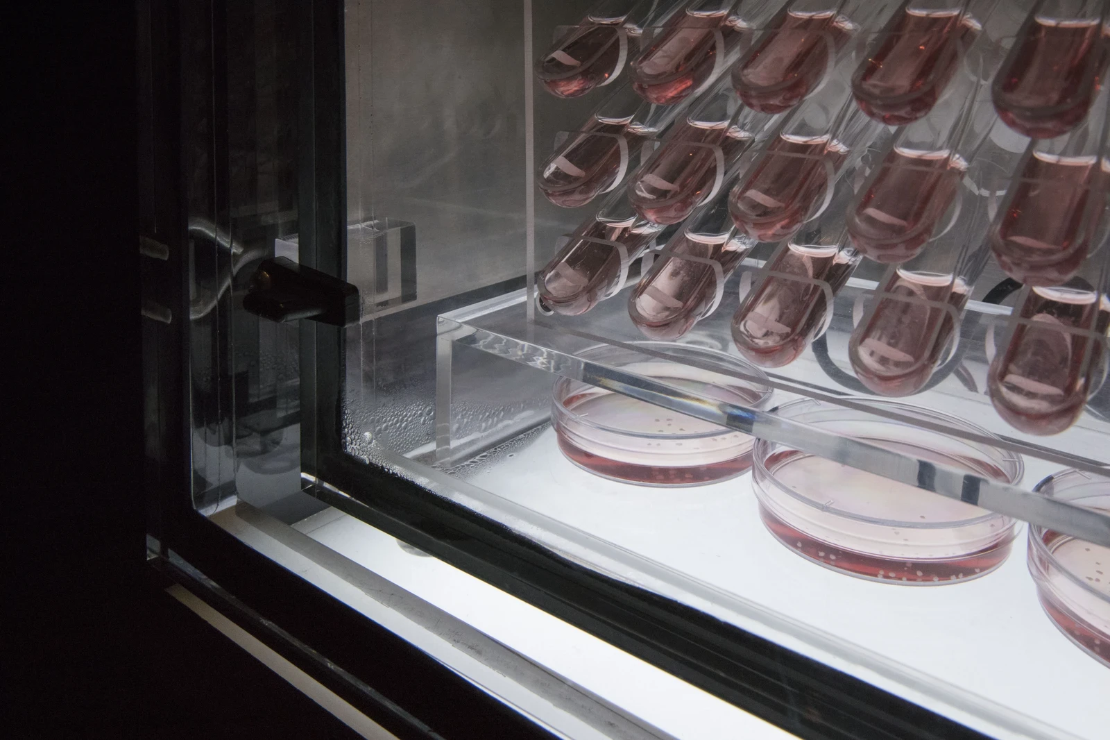 展覽現場，Sean Raspet, New Molecules & Stem Cell Retinoid Screen；周安曼提供。© Empty Gallery-圖片