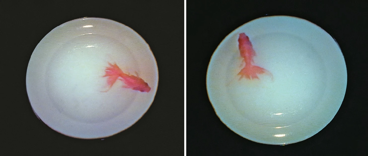 袁廣鳴，《盤中魚》，1992，錄像裝置（單槍液晶投影、42 cm直徑白色瓷盤、DVD放映機），尺寸依場地而定。-圖片