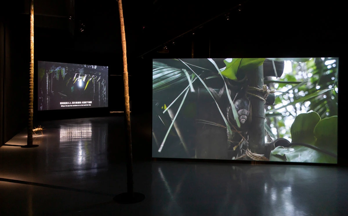 【首獎】張碩尹，《檳榔屋、山蘇床與蝸牛陷阱》，2020，雙頻道錄像裝置，14分41秒-圖片