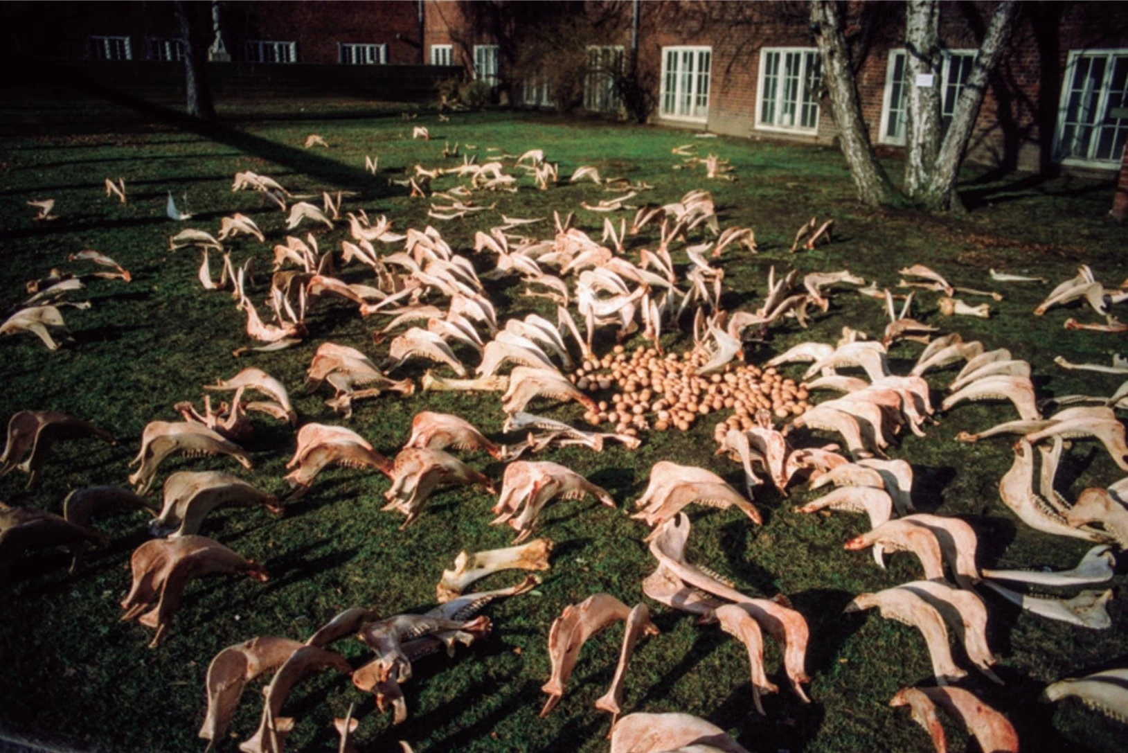 《尚未見到我的死》，1997，裝置（骨頭、蛋）， 漢堡美術學院， 德國；Photo: Chiharu Shiota-圖片