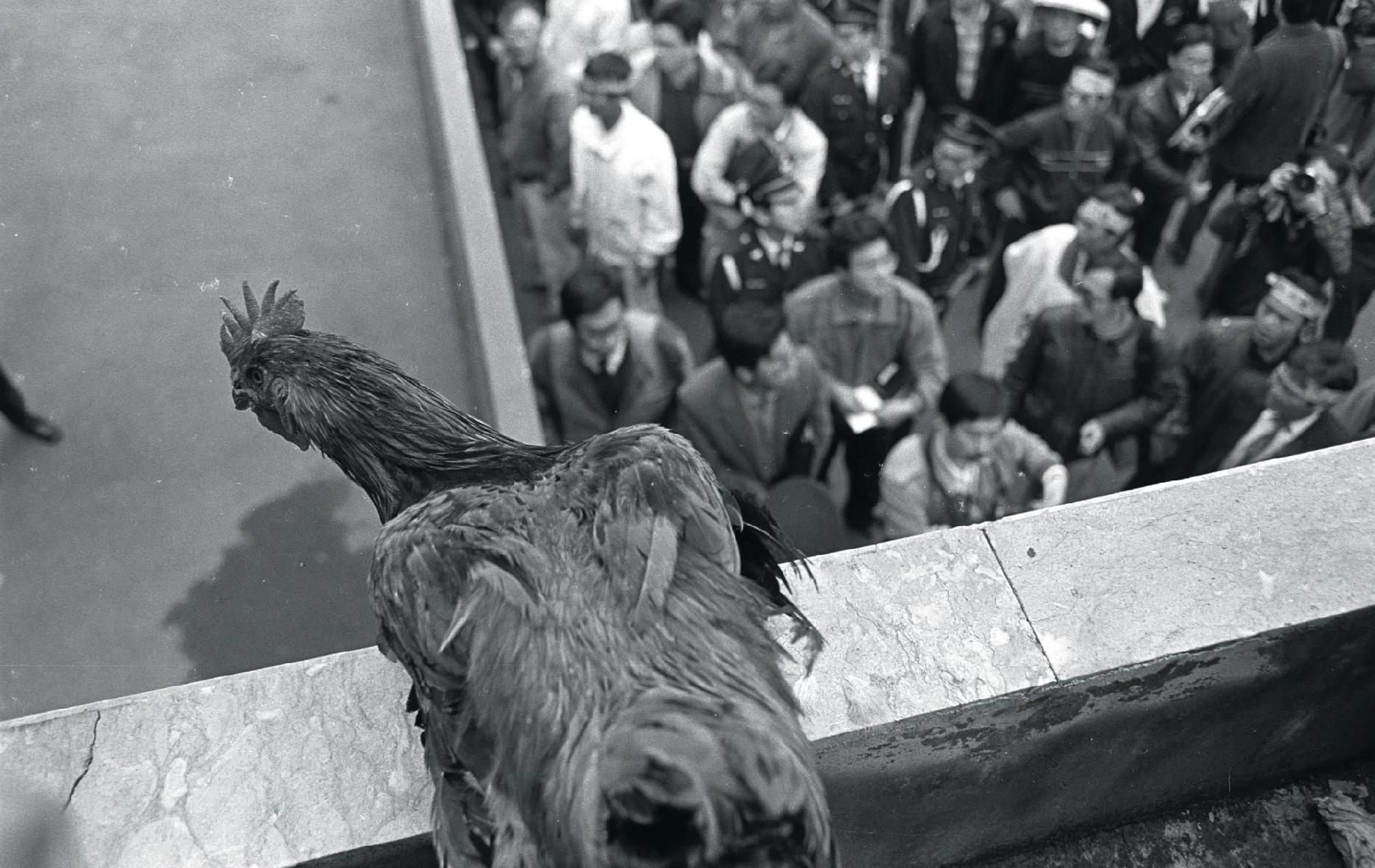 1988年3月，行政院中美貿易小組重新開放美國火雞肉進口，雞農帶著雞到國貿局抗議。（攝影：劉振祥）-圖片