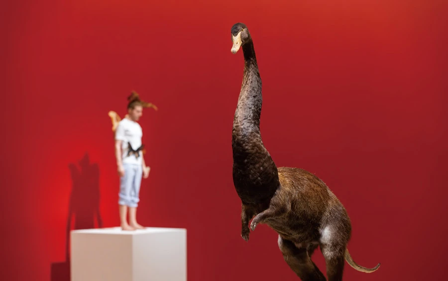 托馬斯．格倫菲爾（Thomas Grunfeld），《錯合（天鵝／海狸鼠／驢子）》（<i>Misfit [swan/nutria/donkey] </i>），動物標本，100 x 60 x 30 cm，2008。 ©Thomas Grunfeld 攝影：臺北市立美術館-圖片