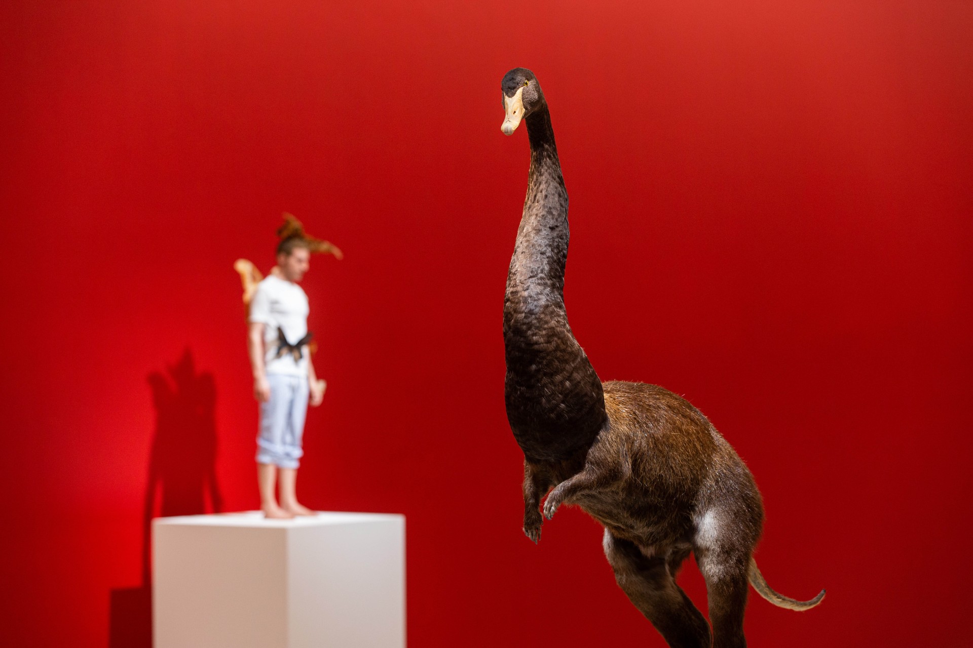 托馬斯‧格倫菲爾（Thomas Grunfeld），《錯合（天鵝／海狸鼠／驢子）》（Misfit [swan/nutria/donkey] ），動物標本，100 x 60 x 30 cm，2008。 ©Thomas Grunfeld 攝影：臺北市立美術館-圖片
