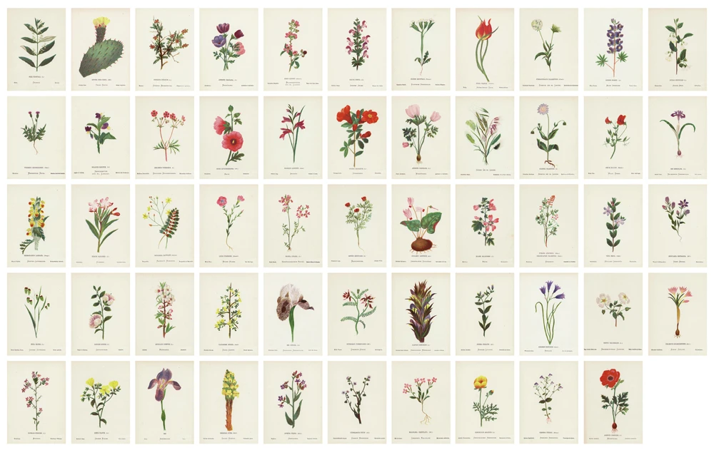 瑞士傳教士漢娜．澤勒（Hannah Zeller）於1870年出版的著作《巴勒斯坦之花》（<i>Flowers of Palestine</i>）所收錄的多項當地植物插圖-圖片