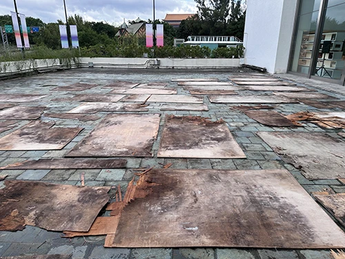 《雜草》（<i>Cizania</i>）佈展一隅；洪思吟提供。-圖片