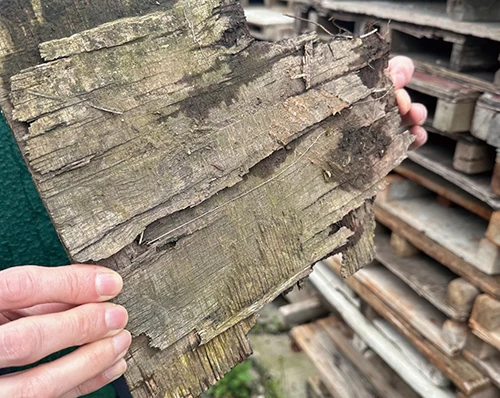 來臺現地訪查中拾得的作品材料；洪思吟提供。-圖片