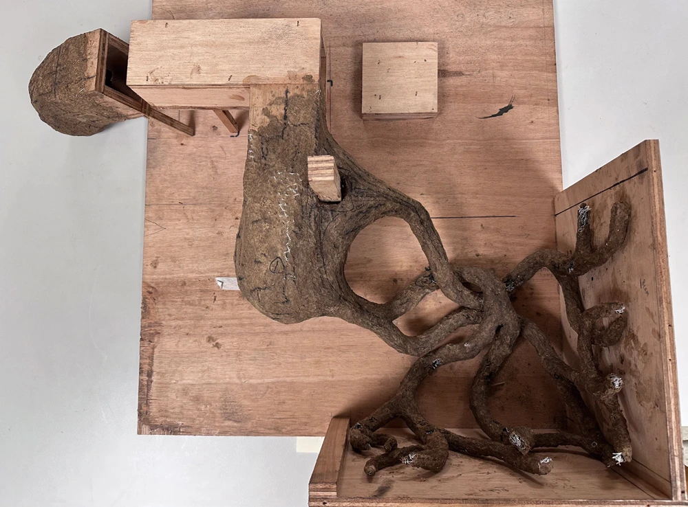 《雜草》（<i>Cizania</i>）作品模型-圖片