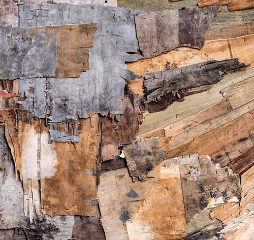 《雜草》（<i>Cizania</i>）作品局部-圖片